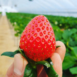 Premium Korean Kuemsil Strawberries 금실딸기 500g/punnet