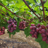 Premium Korean HongJoo Seedless 홍주씨들리스 3~4pc 2kg