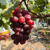 Premium Korean My Heart Grapes 마이하트포도 600g~700g