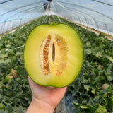 HamAn Musk Melon 함안 머스크 멜론 Approx. 2kg
