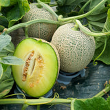 HamAn Musk Melon 함안 머스크 멜론 Approx. 2kg