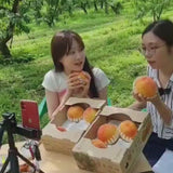 Premium Korean Yellow Peach 황도복숭아 - approx. 1.5kg 4~5pc/box