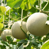 K3 Korean Musk Melon 멜론 Approx. 1.5kg