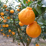 Premium Korean Hallabong 한라봉 2kg