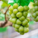 Shyarem Shine Muscat Premium 1KG Gift Set 샤렘 샤인머스켓 프리미엄 선물세트