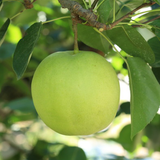 Greensis Korean Pear 그린시스배 3pc 1.2kg