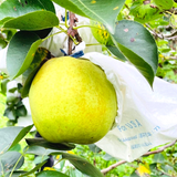 Greensis Korean Pear 그린시스배 3pc 1.2kg