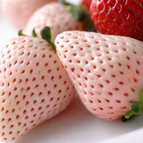 Premium Korean Snowberry 만년설딸기 500g/15pc/Punnet
