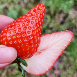 Vitaberry Strawberry 비타베리 딸기 500g