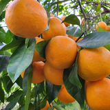 Jeju Winter Prince Mandarins  윈터프린스 3kg