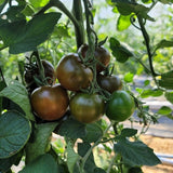 Deliver 31 Oct. (Pre-Order) Organic Heuk tomato (오가닉 흑토마토) Kumato - 1kg