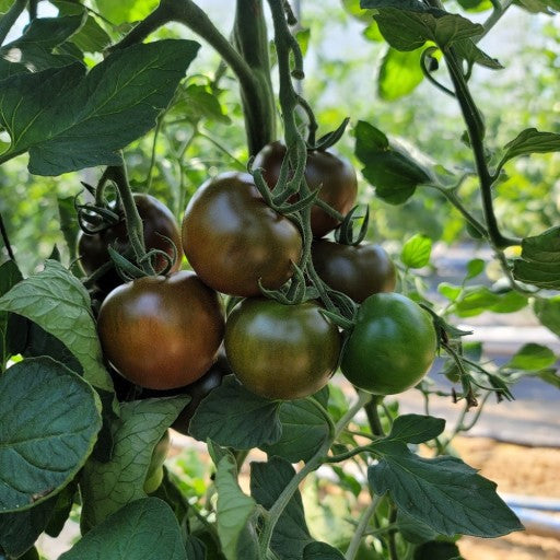 Deliver 5 Apr. (Pre-Order) Organic Heuk tomato (오가닉 흑토마토) Kumato - 1kg