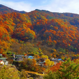 Premium Gift Set Korean Special Sauces 지리산 프리미엄 고로쇠 장류 선물세트