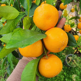 Jeju Winter Prince Mandarins  윈터프린스 3kg