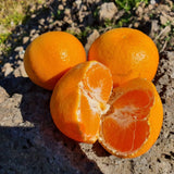 Jeju Winter Prince Mandarins  윈터프린스 3kg