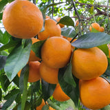 Jeju Winter Prince Mandarins  윈터프린스 3kg