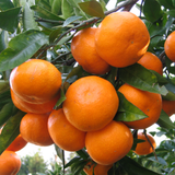 Jeju Winter Prince Mandarins  윈터프린스 3kg