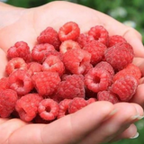 Korean Bokbunja Wildberry 산딸기  - 250g