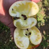Premium Korean Apples 감홍 사과 3KG 7~9pc