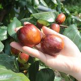 Korean Honey Dates 사과대추 (Daechu) - 500g