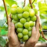 Shyarem Shine Muscat Premium 1KG Gift Set 샤렘 샤인머스켓 프리미엄 선물세트