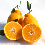 Premium Korean Hallabong 한라봉 2kg