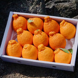 Premium Korean Hallabong 한라봉 2kg