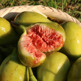 Premium Korean Muhwadam Organic Fresh Green Figs 오가닉 청무화과 - approx. 600g