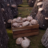 Deliver 10 Oct. Jeongnamjin NH Heuk-Hwa-Go Premium Black Flower Mushrooms (300g)