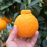 Premium Korean Hallabong 한라봉 2kg