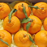 Premium Korean Hallabong 한라봉 2kg