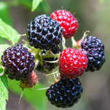 Premium Korean Wildberry Extract BokBoonJa 산들해 복분자 1000ml