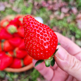 Vitaberry Strawberry 비타베리 딸기 500g