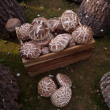 Deliver 10 Oct. Jeongnamjin NH Heuk-Hwa-Go Premium Black Flower Mushrooms (300g)