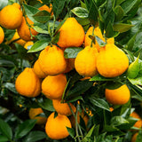 Premium Korean Hallabong 한라봉 2kg