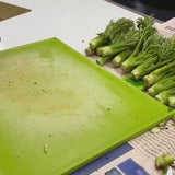 Korean Charm-Dureup 참두릅 (지리산 자연산) - 500g