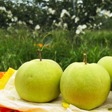 Greensis Korean Pear 그린시스배 3pc 1.2kg