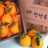 Premium Korean Hallabong 한라봉 2kg