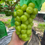 Premium Korean Shine Muscat 샤인머스켓 - approx. 700 g