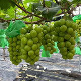 Premium Korean Shine Muscat 샤인머스켓 - approx. 700 g