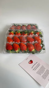 Premium Jukhyang Strawberries 죽향딸기  - 500g / 15pcs /1 Layer