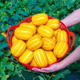 Korea Oriental Melon 참외 - 1kg