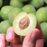 Deliver From 4 July. Korean Green Plums 매실 (Maesil / Ume) - 5kg/10kg