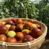 Premium Korean Dates 보은 대추 1KG