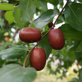 Premium Korean Dates 보은 대추 1KG