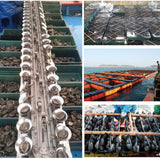 Deliver 31 Oct. (Pre-Order) Korean Fresh Abalone 전복 1kg