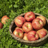 Premium Korean Apples 감홍 사과 3KG 7~9pc