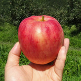 Premium Korean Apples 감홍 사과 3KG 7~9pc