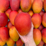 Jeju Apple Mango 제주 애플 망고 - approx. 3kg