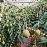 Jeju Apple Mango 제주 애플 망고 - approx. 3kg
